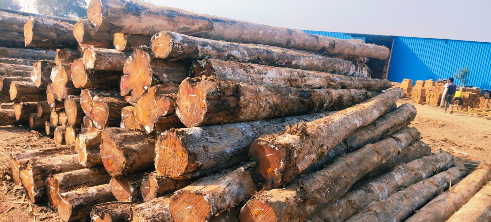 Teak and Pine Round Logs