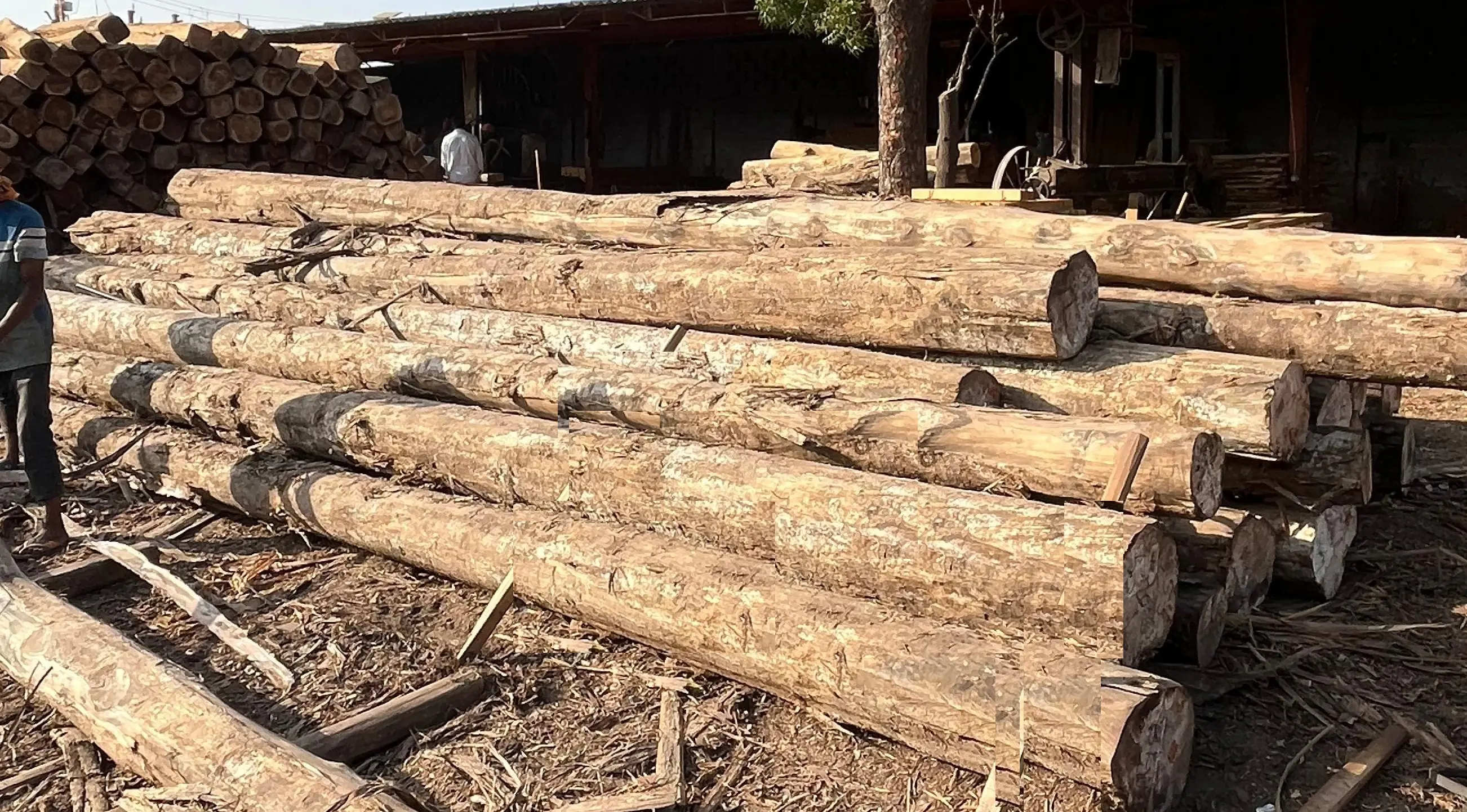Imported Teak and Pine Round Logs Supplier in India